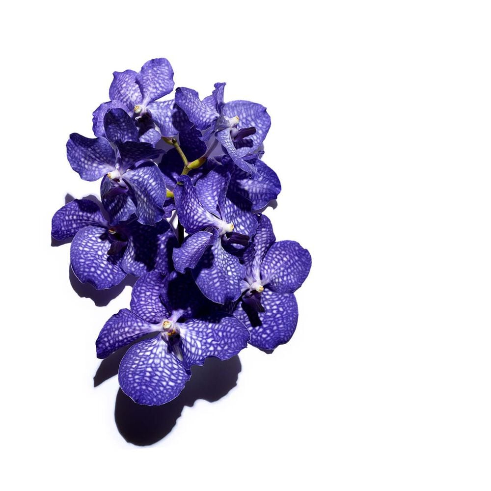 Huile Orchidée Bleue - Peaux déshydratées