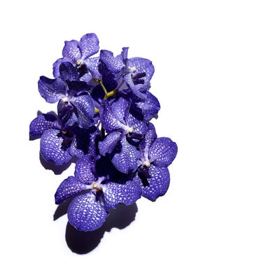 Huile Orchidée Bleue - Peaux déshydratées