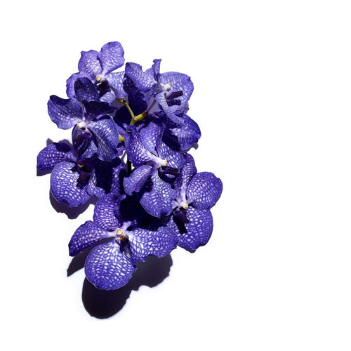 Huile Orchidée Bleue - Peaux déshydratées